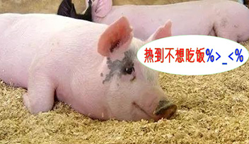 夏季豬群不吃食，找到根本原因才能輕松應(yīng)對(duì)！